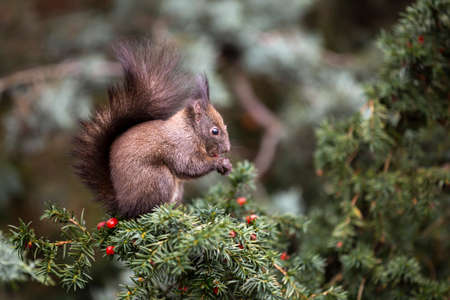 Squirrel eats fruits of a Taxus baccata (European yew) tree.の写真素材