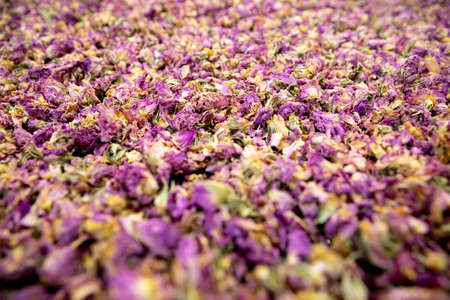Dried oil-bearing rose petals. Bulgarian oil industry.の写真素材