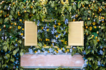 Green wall with window shutters, flowers and yellow lemons.の写真素材
