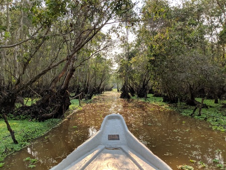 Calm boat ride through a mangrove forest in the Vietnam Mekong Deltaの写真素材