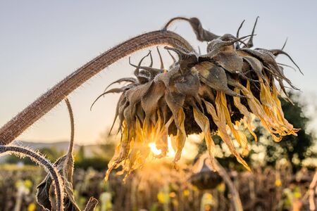 Dead Sunflower on the fieldの写真素材