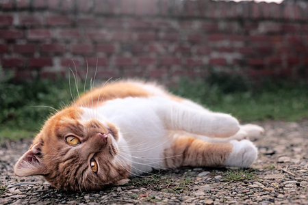The ginger cats rolls over by the railway line wall.
