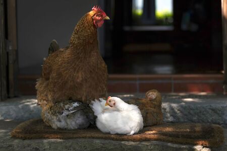 Mother hen guards her young chicks as they all preen themselves on top of the step in front of the apartments.の写真素材