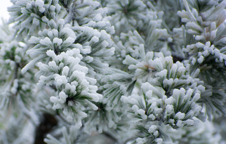 Close up of evergreen covered in hoarfrost