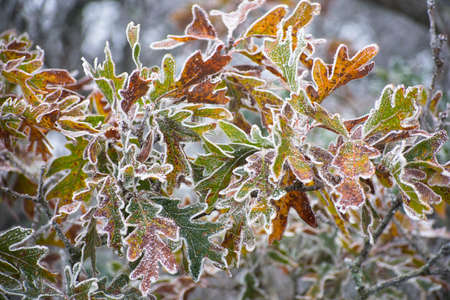 Fall leaves that are orange and green covered and outlined with snow.の写真素材