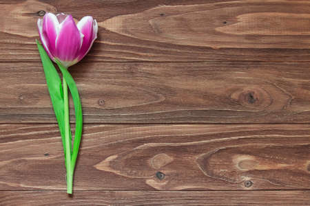 One tulip on a wooden backgroundの写真素材