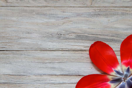 Five petals in the shape of a flower on a wooden background, close upの写真素材