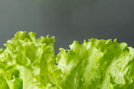 Green salad leaf closeup on with grey background, macroの写真素材