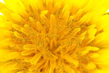 Yellow dandelion flower close-up with pollen on itの写真素材