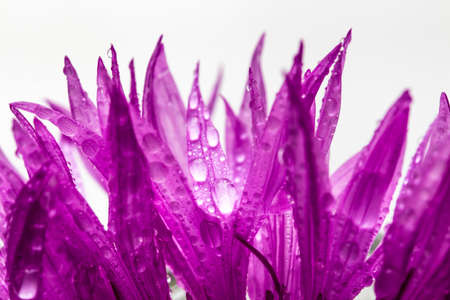 Wet purple petals of flower on white background, macroの写真素材