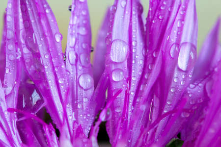 Purple petals with rain drops lighted up, macroの写真素材