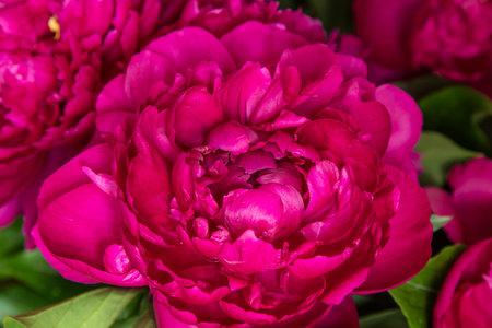 Beautiful purple peony flower close up, macro
