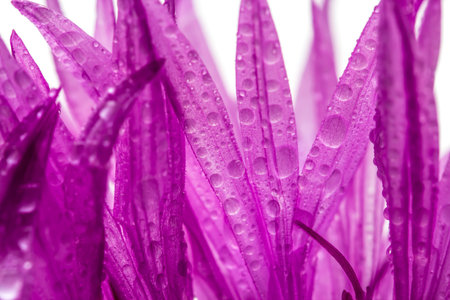 Surreal purple flower petals with water drops, white background