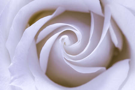 Fragile white rose. Macro. Valentines day giftの写真素材
