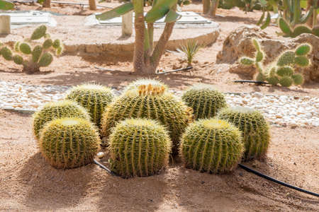 Cactus landscape, egyptian desert, cactus fieldの写真素材