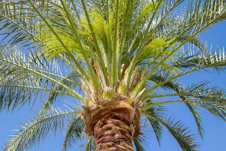 Macro bottomview to the top of the tropical green palm tree on the blue backgroundの写真素材