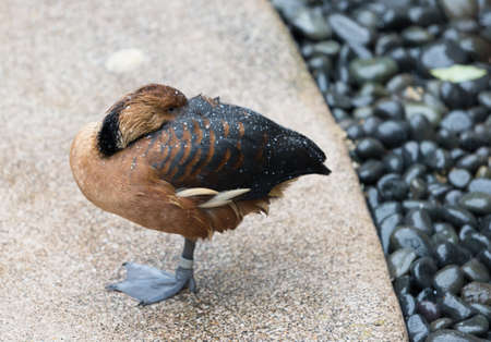 Duck resting in rainの写真素材