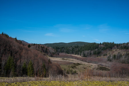 forests surrounding Mt St Helensの写真素材