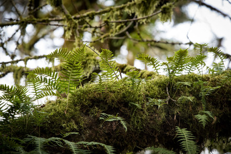 Ferns growing from moss on a treeの写真素材