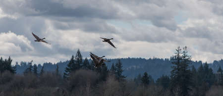 Geese taking off from fieldの写真素材