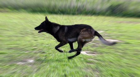 speedy belgian shepherdの写真素材