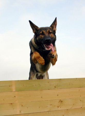 jumping german shepherdの写真素材