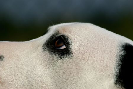eye of dalmatianの写真素材