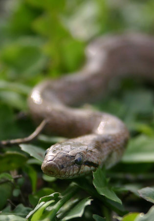 snake