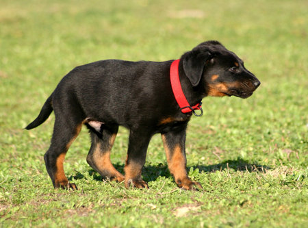cute puppy beauceronの写真素材