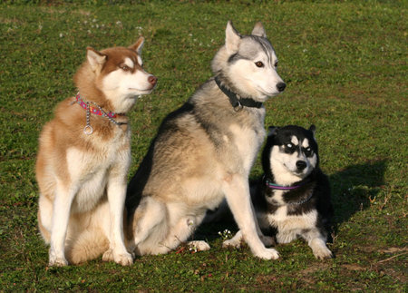 three huskysの写真素材