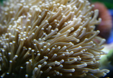 coral in aquarium