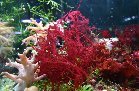 red alga
