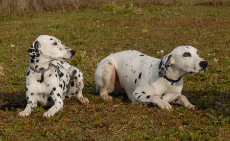 two dalmatians