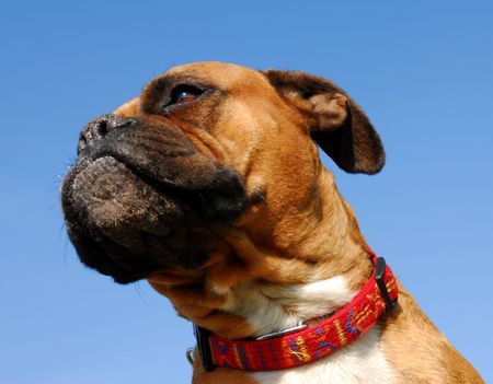 boxerの写真素材