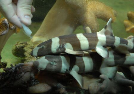 two little shark eatingの写真素材