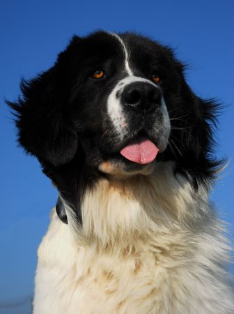 mountain dog landseerの写真素材