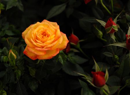 rose, symbol of loveの写真素材