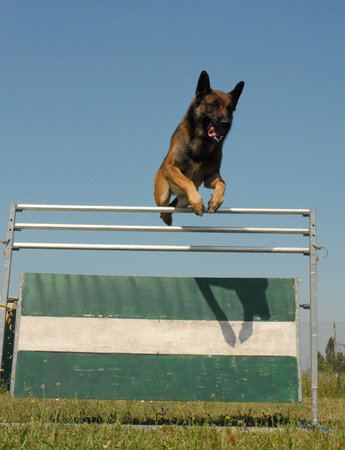 jumping belgian shepherdの写真素材