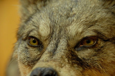 beautiful eyes of a wild dog wolf: dangerous animal 