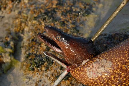 brown moray fishing in the mediteranean sea  の写真素材