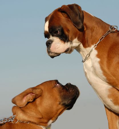 male purebred german boxer and his puppy   の写真素材