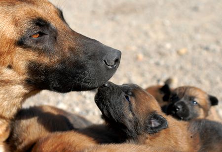 mother belgian shepherd malinois and her young puppiesの写真素材