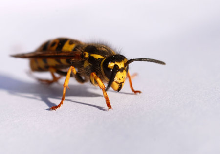 beautiful wasp on a white paper: close up of insect