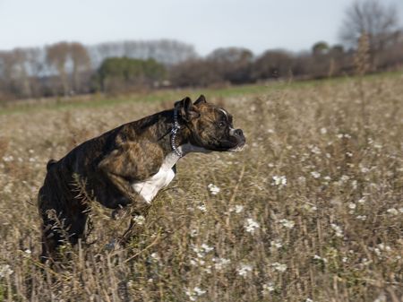 running purebred boxer in a field in winterの写真素材
