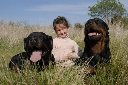 little girl and two dangerous purebred rottweilerの写真素材