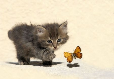 very young kitten hunting a butterflyの写真素材