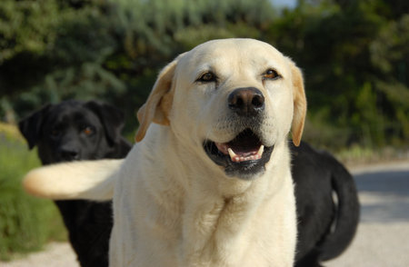 portrait of a beautiful purebred labrador retriever in a garden