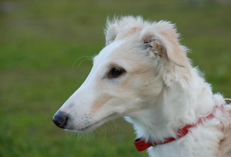 portrait of a purebred puppy barzoï. Focus on the eyesの写真素材