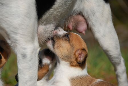 puppy purebred jack russel terrier sucking his motherの写真素材