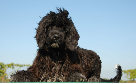 puppy portuguese water dog laying down on a green table